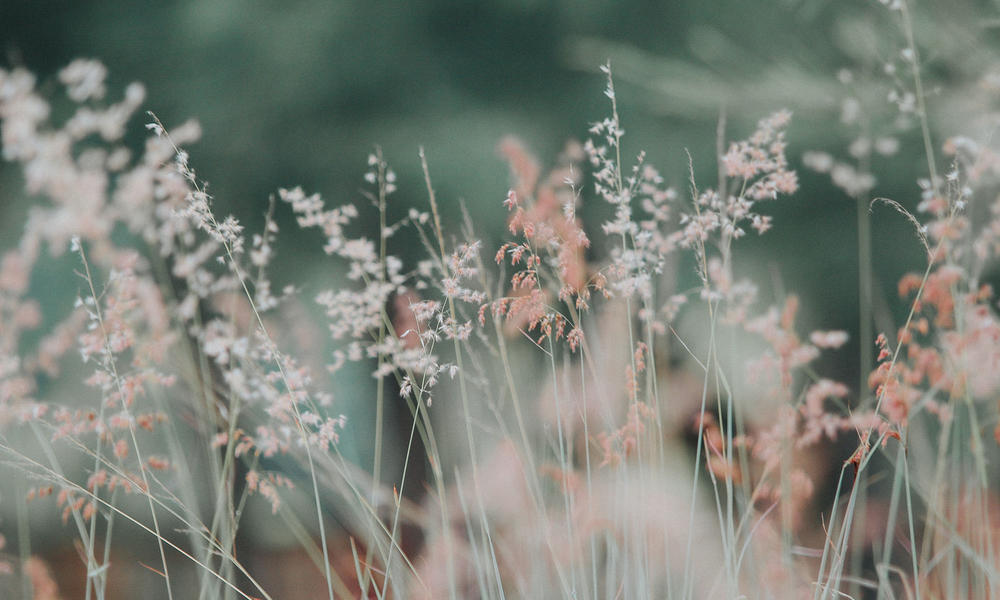 Gestaltung der Webseite für das Blumenfachgeschäft 